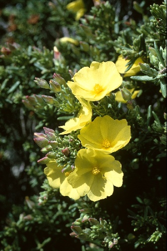 Halimium commutatum